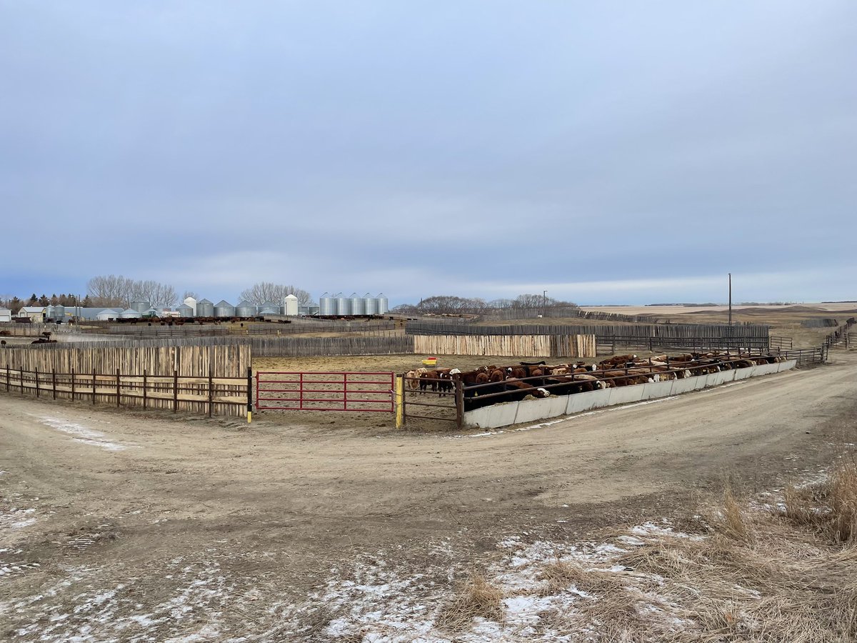 _venneman's tweet photo. New pen is finally built and full with cattle. Most cattle I’ve seen in the feedlot in my lifetime! https://t.co/fTvibKSAcG