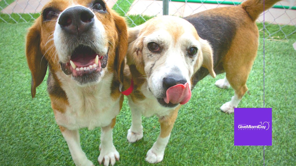 MiamiFoundation's tweet photo. Join us at 1pm today for an Instagram Live with Board Trustee Yolanda Berkowitz , founder of @FOMAPets, and @AdoptMiamiPets! Follow @miamifoundation on Instagram to tune in. https://t.co/ooxgk7fTrr