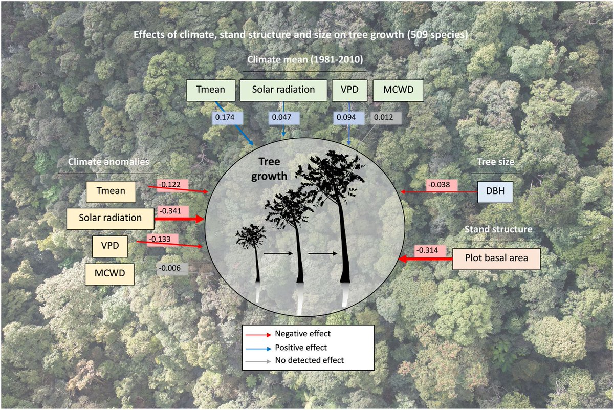 GlobalChangeBio's tweet photo. || NEW RESEARCH ||
Tropical tree growth sensitivity to climate is driven by species intrinsic growth rate and leaf traits

📄 https://t.co/NieRL4yMGX @davbauman https://t.co/3UCQ2wxtOz
