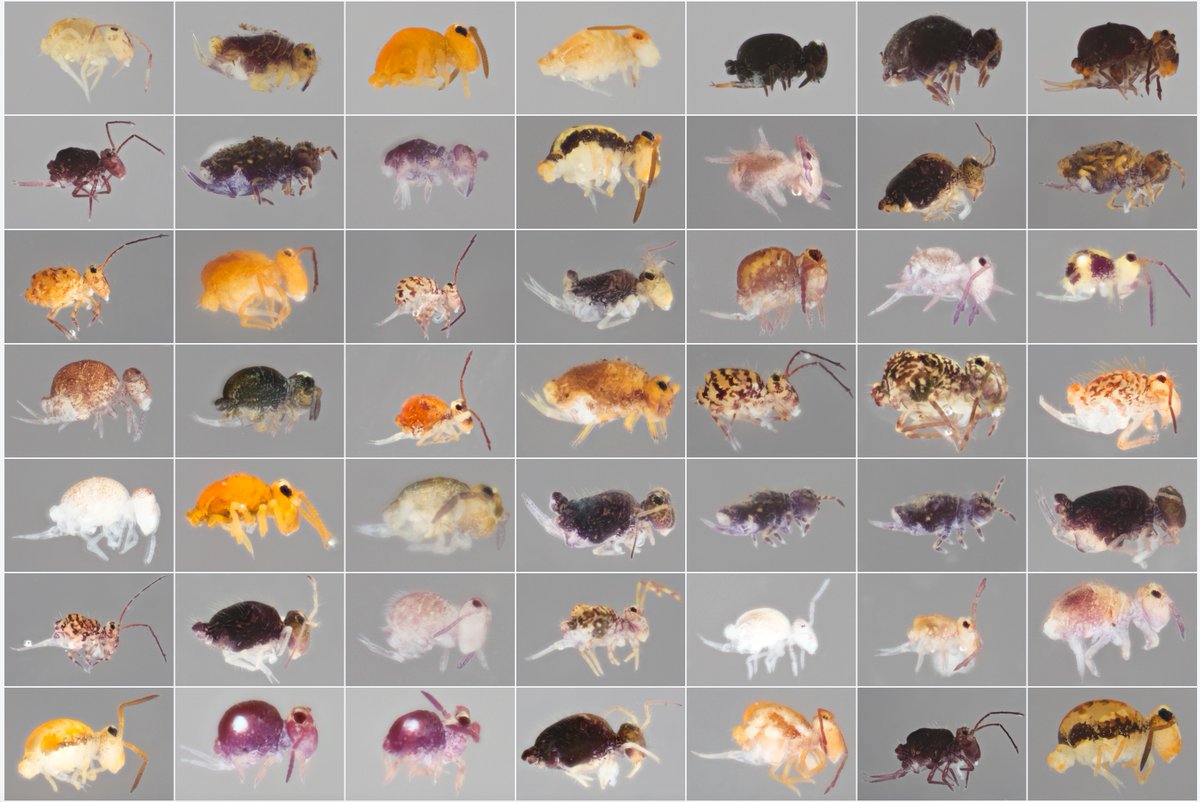CaterinoLab's tweet photo. Globular springtails! One of my newfound favorite groups. One of our undergraduate students is doing a Symphypleonan senior project, and these are about as charismatic as litter arthropods get!
https://t.co/jmFi6x2KuB https://t.co/FF8ON6CRA1