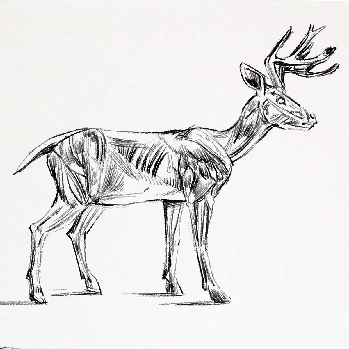 johnny_draws's tweet photo. 🦌 https://t.co/E0UzlR4LR4