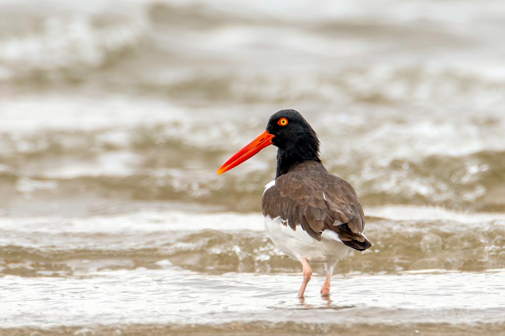 TB Wildlife Photography tweet media