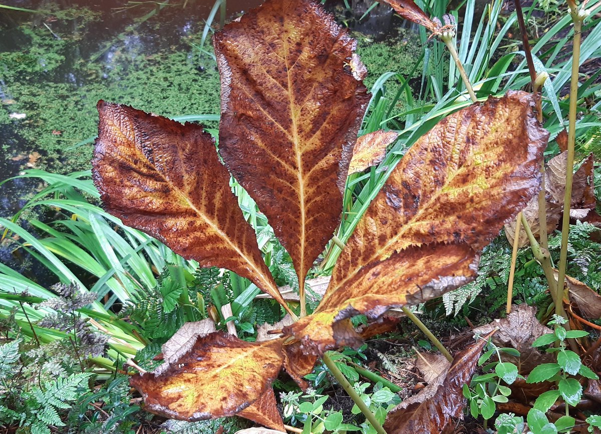 NaturNord's tweet photo. Eine Staude im Herbstkleid
( kein Kastanienblatt)
#Rodgersia
#Garten https://t.co/Qtdu5gbzZN