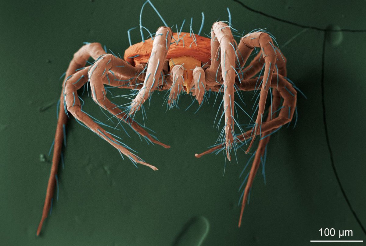 USDA_ARS's tweet image. Could this tiny mite be a friend, pest, or both? Find out and learn about some of the tiniest creatures on the planet and how they interact with the societies around them. Visit the AgLab Bug Corner go.usa.gov/xejbk 

#ARSAgLab #SysEntLab