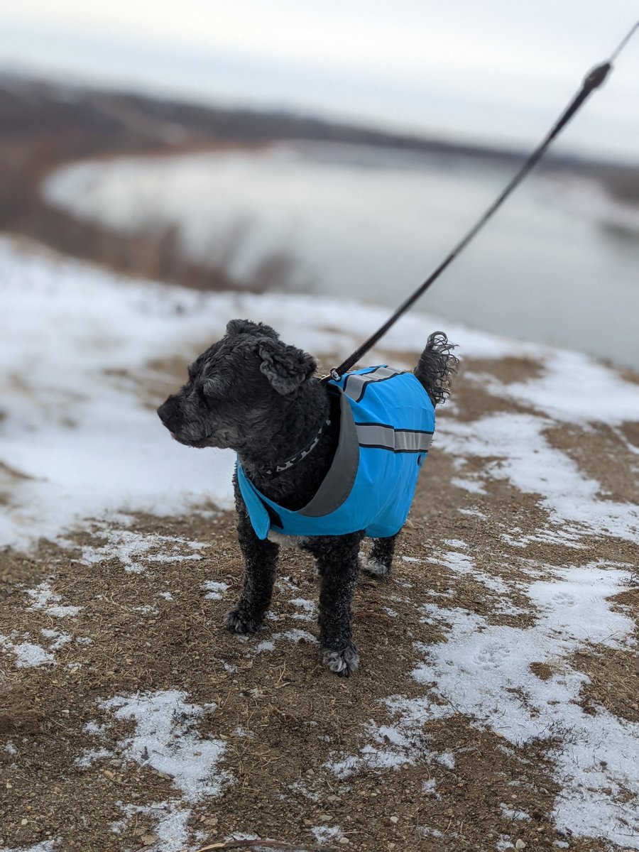 BaileyAndTheLa1's tweet photo. "Oh hooman! Enough with the pictures. I want to explore!"
-
#dogs #dogsoftwitter #dogsofyxe #saskdogs #adventure #toughlife #shaggymonster #littlelambontheprairie #crocusprairie https://t.co/CPPPZaELws