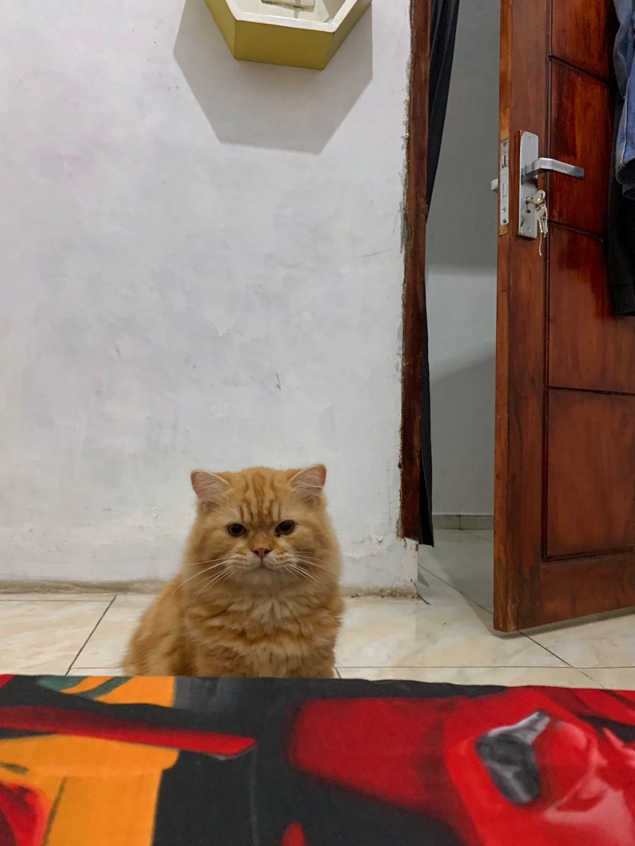 petsfess tweet picture