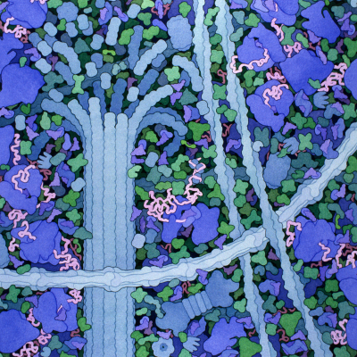 Curiou16's tweet photo. The #Cytoskeleton from two different perspectives! Thanks to @dsgoodsell for sharing this exquisite painting, featuring a microtubule undergoing "catastrophe" and a bustling cytoplasm. This same cytoskeleton is celebrated by intricate α-tubulin #immunofluorescence by @clewsch! https://t.co/6WCqXRL9F5