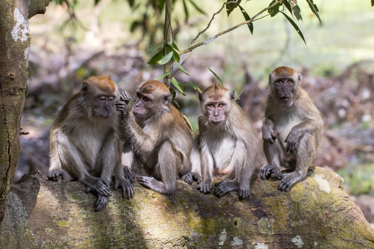 We invite you to stop by Poster presentation number - 624 - Session B at #ASTMH2021 to learn about P. knowlesi detection in SE Asia. #Malaria #TropMed21