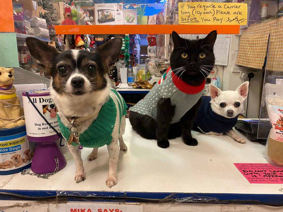 Chiswick Pets tweet media