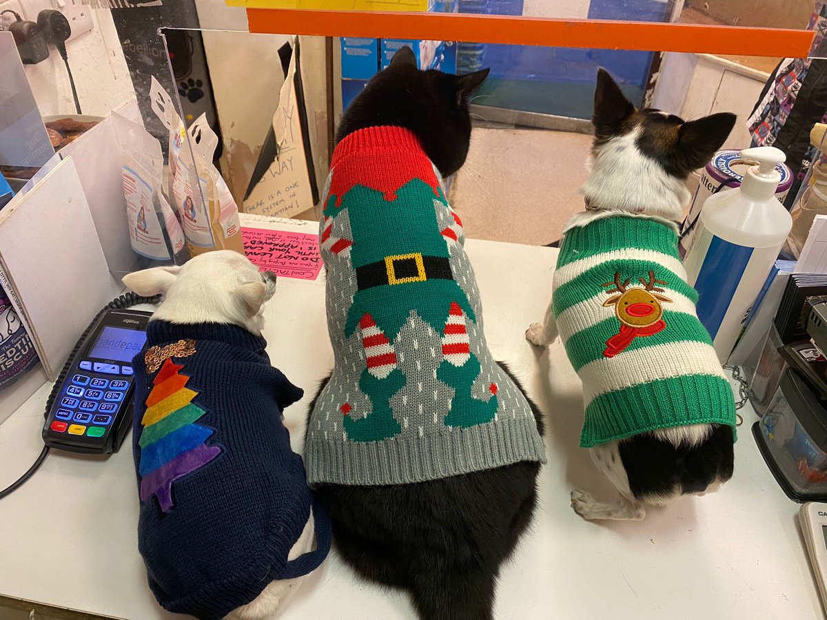 Chiswick Pets tweet media