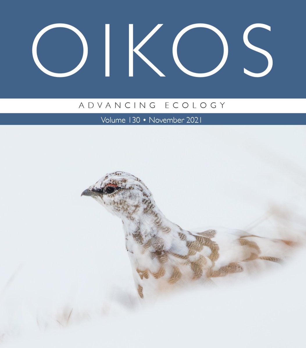 Oikos_Journal's tweet photo. A rock ptarmigan for NOVEMBER'S COVER from study: Bird species co-occurrence patterns in an alpine environment supports the stress-gradient hypothesis

https://t.co/UYf0D2urN2

@WileyEcolEvol @NordicOikos @vgarcianavas @arpatoz @ebdonana @UZH_Science #coexistence #ornithology https://t.co/6byhcRXyky