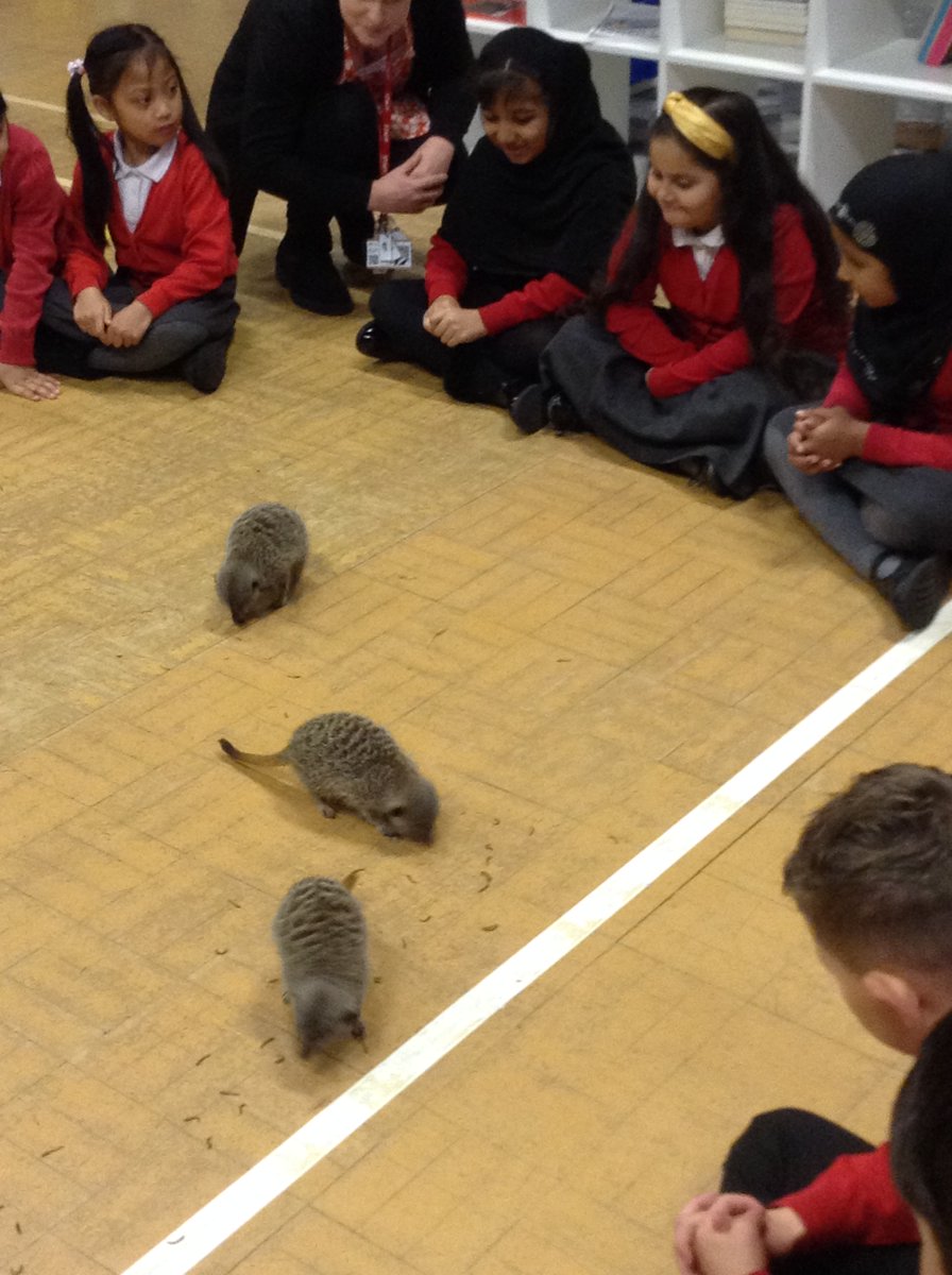 PillYear2's tweet photo. Da iawn blwyddyn 2! #AnimalsInteractive https://t.co/mWmsegKPoy