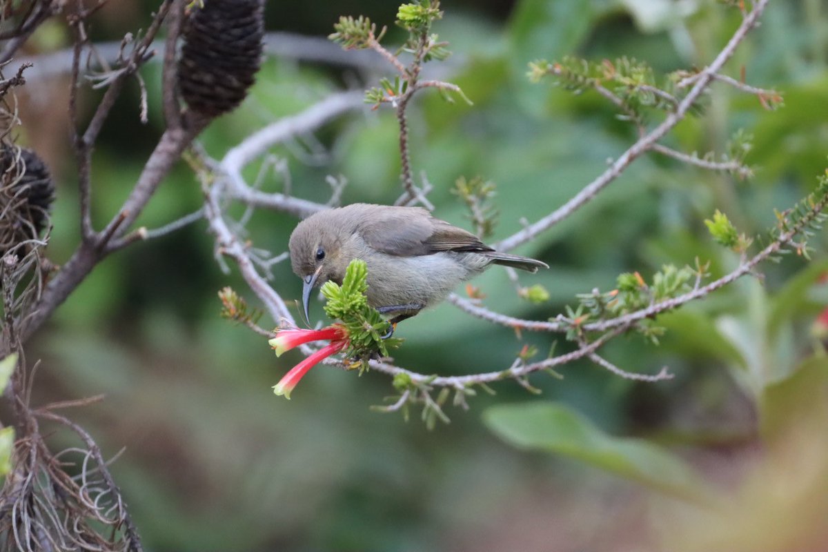 Cfengwong1960's tweet photo. Female sunbird #birdwatcher #nature #friends #PictureOfTheDay #animal #earth beatiful
#arizona #woodpecker #wildlife#birds #birding #PostABird
#LockdownBirding #photography #BirdTwitter
#naturephotography #birdphotography #WeLoveSouthAfrica #SouthAfrica https://t.co/G4DVobrOX4
