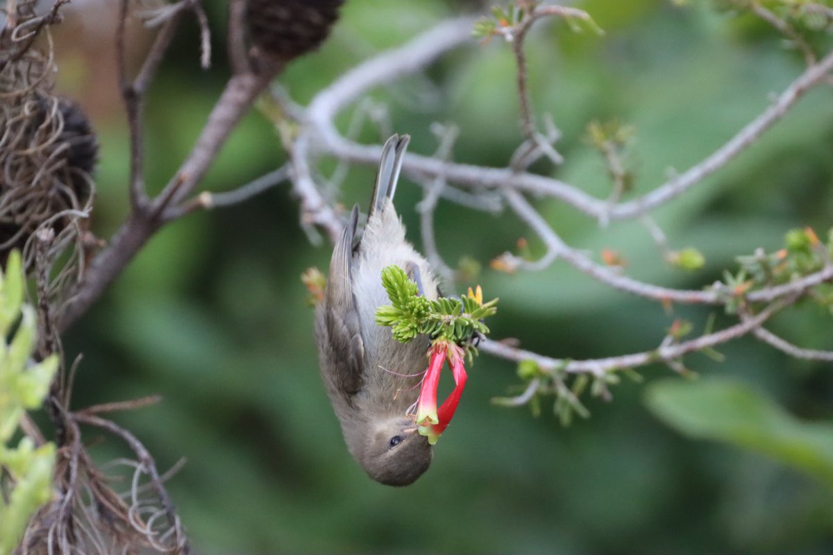 Cfengwong1960's tweet photo. Female sunbird #birdwatcher #nature #friends #PictureOfTheDay #animal #earth beatiful
#arizona #woodpecker #wildlife#birds #birding #PostABird
#LockdownBirding #photography #BirdTwitter
#naturephotography #birdphotography #WeLoveSouthAfrica #SouthAfrica https://t.co/G4DVobrOX4