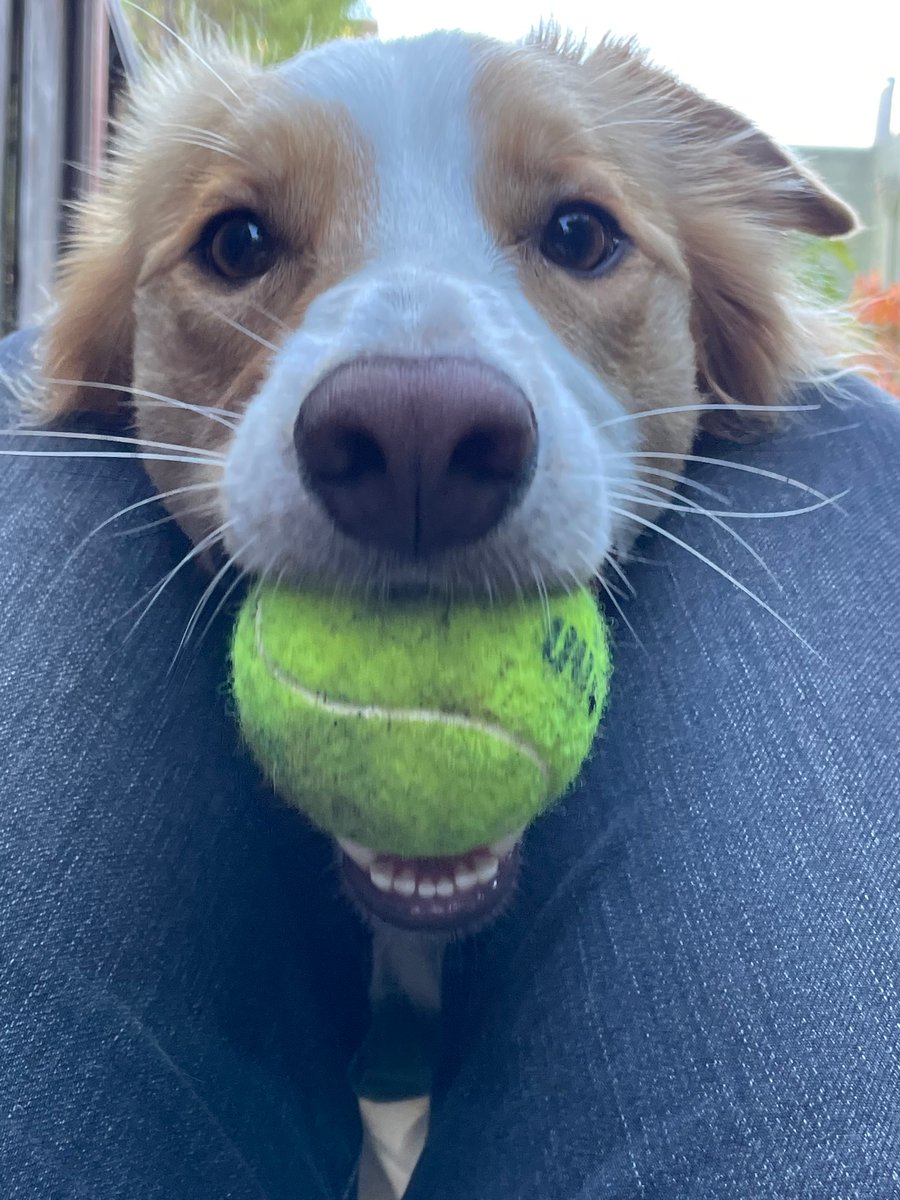 Tyler Williams tweet media