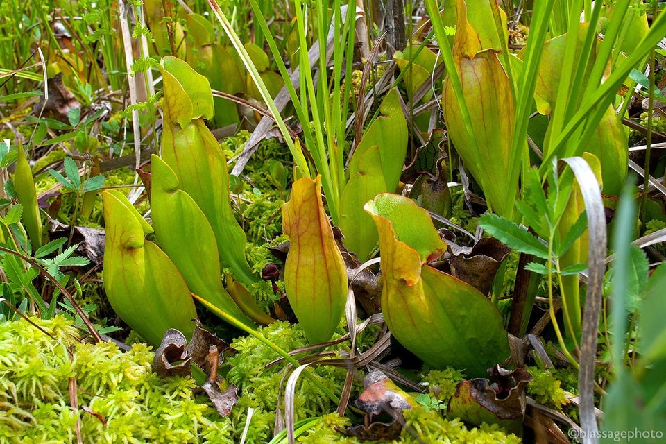SJCKettleLakes's tweet photo. Join @HeinzeTrust for native seed sowing at Lydick Bog Nature Preserve on Black Friday — November 26th, 10:00 am Eastern.
https://t.co/XjudL8GaD9 https://t.co/ekDsmzEDiU