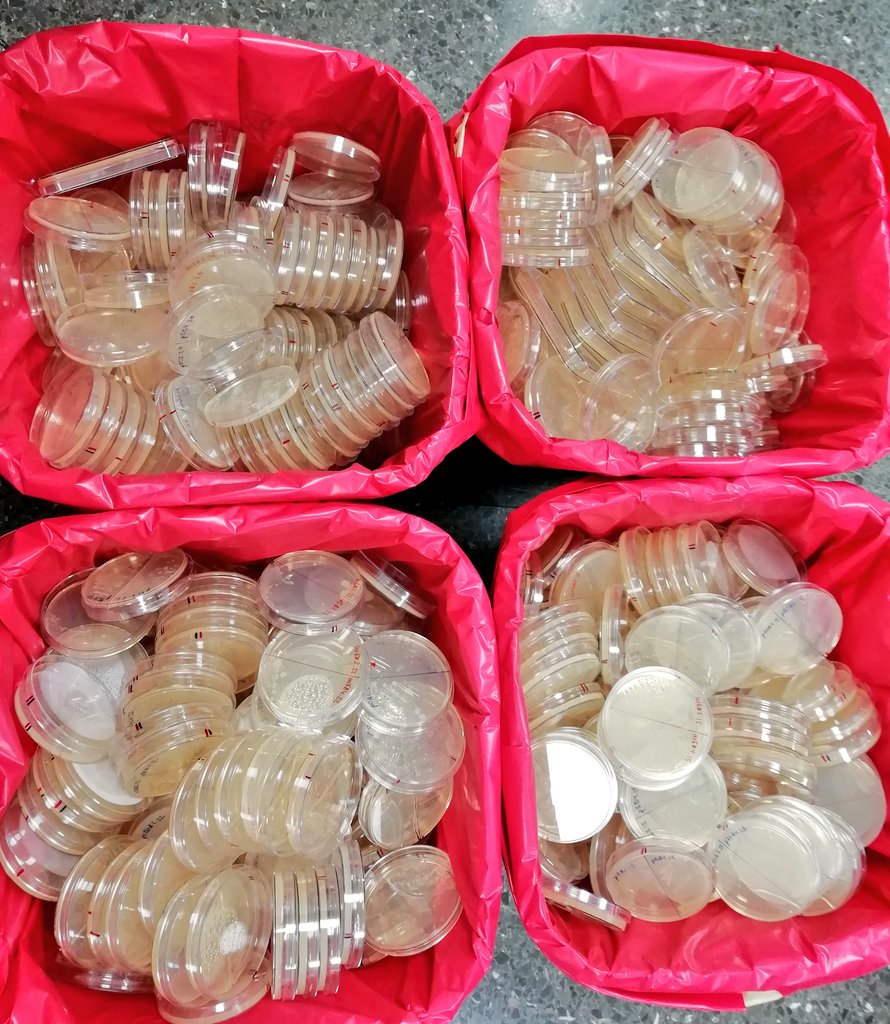 30 days of an evolution experiment be like: