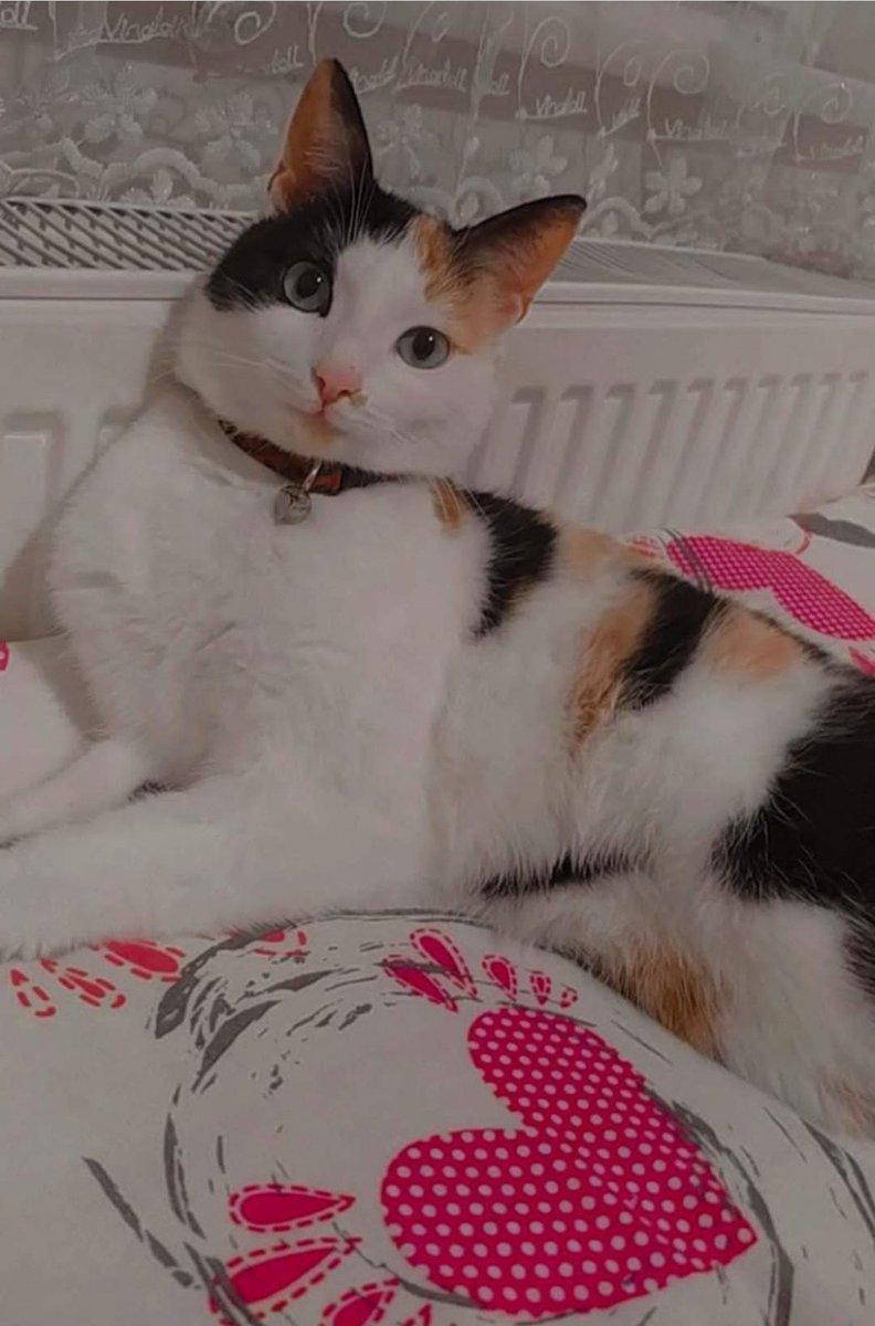 FigenKaracaSy's tweet photo. Müezza 🐈 https://t.co/ErS0KWnXtl
