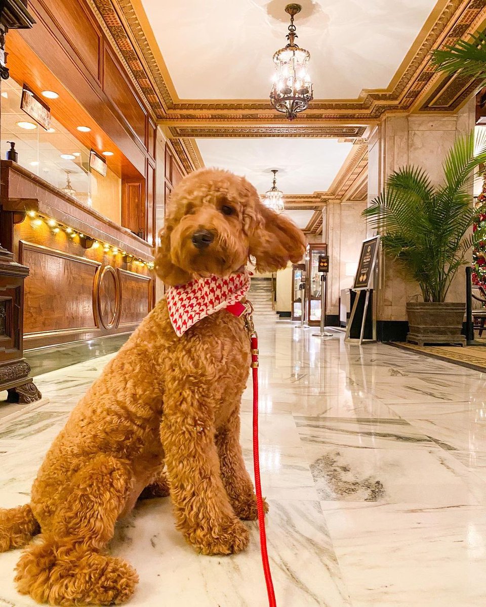 PeabodyMemphis's tweet photo. Vacation mood: ON
https://t.co/CrWB5hgLeH
๐ธ @ginger_texas
#peabodymemphis #thepeabodymemphis #furryfriends #preferredpups https://t.co/Y4lGnoY7PS