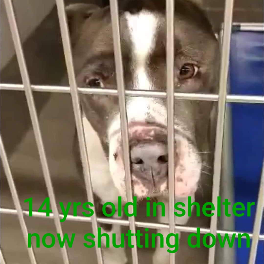 14 YEARS OLD  IN SHELTER.  NOW SHUTTING DOWN 
BROWARD County FL 

🚨🤬‼️ 14 year old living his life at the shelter! HAS BEEN THERE 4 MONTHS! HE IS GIVING UP! My name is Smokey and I had a family once, they left me abandoned on the streets where I had no place to go.