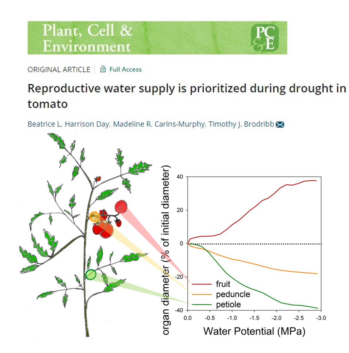 Beatrice Harrison Day (@botanistbea) on Twitter photo Very excited that my paper on hydraulic traits in tomato with @MadelineCMurphy and <a href="/Brodribb_Lab/">Brodribb Lab</a> has been published by <a href="/PlantCellEnvir/">Plant Cell & Environment</a>. We found that fruit are prioritised through tough xylem in drought! Check out doi.org/10.1111/pce.14… for more. <a href="/CoEPlantSuccess/">ARC Centre of Excellence for Plant Success</a> <a href="/UTAS_/">University of Tasmania</a> 🍅🌿💧 Very excited that my paper on hydraulic traits in tomato with @MadelineCMurphy and <a href="/Brodribb_Lab/">Brodribb Lab</a> has been published by <a href="/PlantCellEnvir/">Plant Cell & Environment</a>. We found that fruit are prioritised through tough xylem in drought! Check out doi.org/10.1111/pce.14… for more. <a href="/CoEPlantSuccess/">ARC Centre of Excellence for Plant Success</a> <a href="/UTAS_/">University of Tasmania</a> 🍅🌿💧
