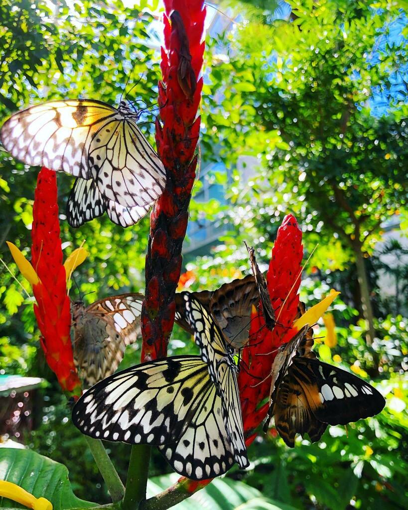 AndersonEcology's tweet photo. Had a great time with my students the other day learning about conservation from these gorgeous butterflies in the Florida Museum of Natural History Buttery Rainforest. 
#butterfly #shrimpplant #lep #lepidopterist #butterflies #pollinatorgardens #pollina… https://t.co/TQBa9TRjYn https://t.co/MiSbHSIdUX