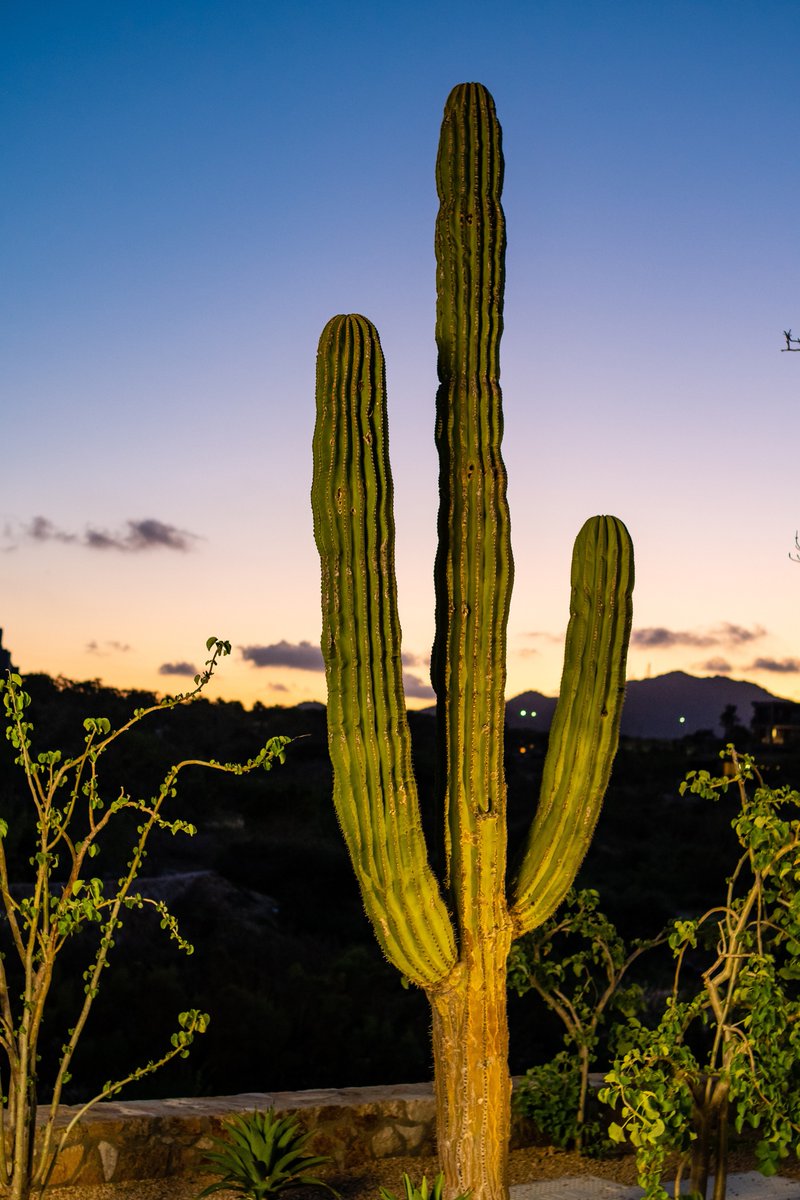 pure_cabo's tweet image. It&apos;s the simple things that make Cabo a great location to come and explore.

#purecabo #cabofun #caboadventures #caboviews #cabolifestyle #relaxingtime #vacation #familytrip #timeoff #cabo