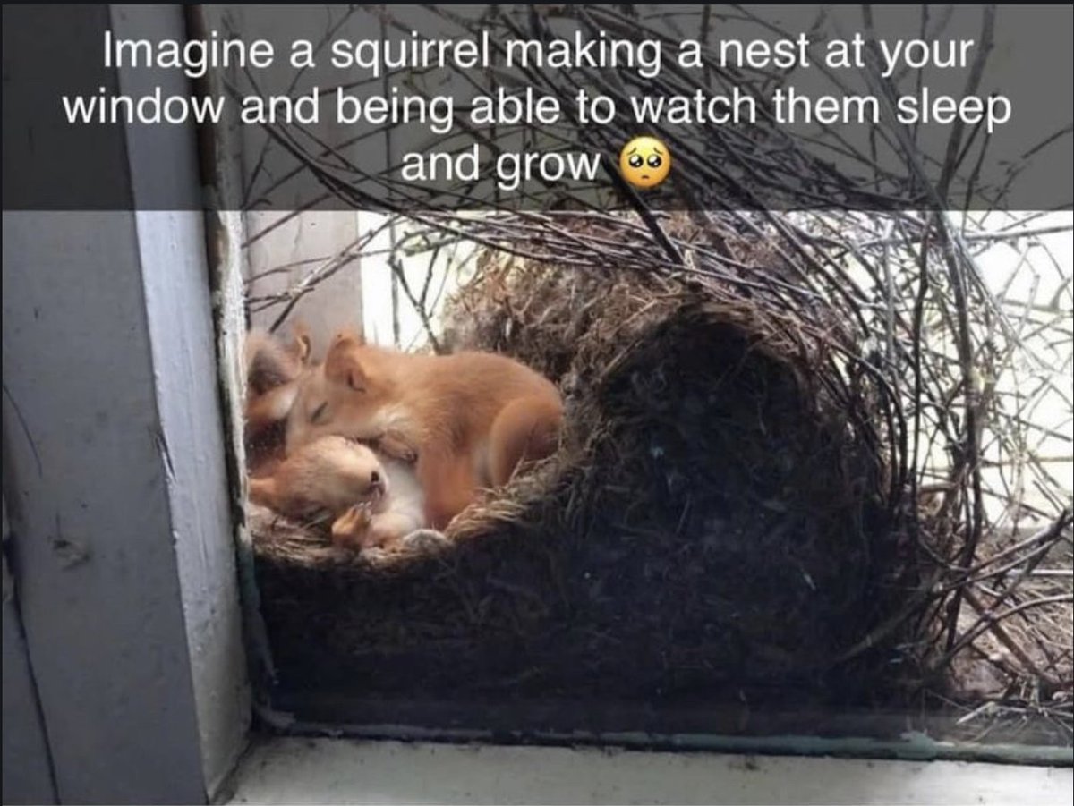 WholesomeMeme's tweet photo. https://t.co/FqQaWpw81h