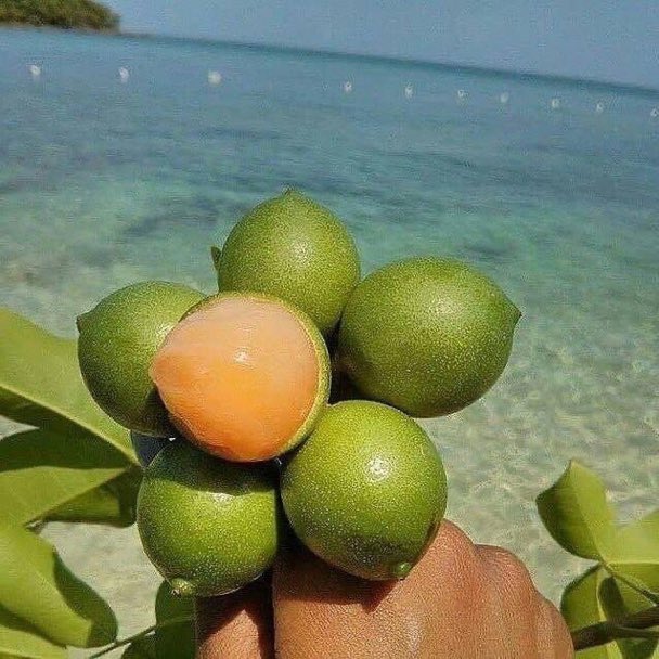 W00Mr's tweet photo. Un bon 9/10 ce fruit https://t.co/au1aPQPE5s