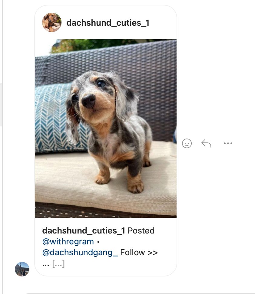 Sus amigos tmb les mandan fotos de perritos?