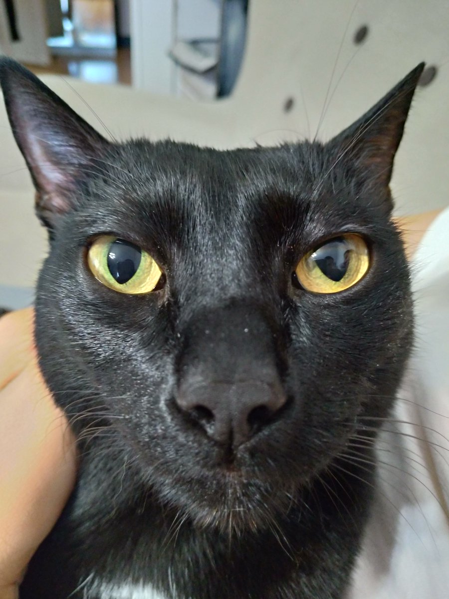 Redjkeee's tweet photo. Haven't posted in almost a year. Here's my cat though 
#MorrisTheDemon https://t.co/KQUnszPe8B