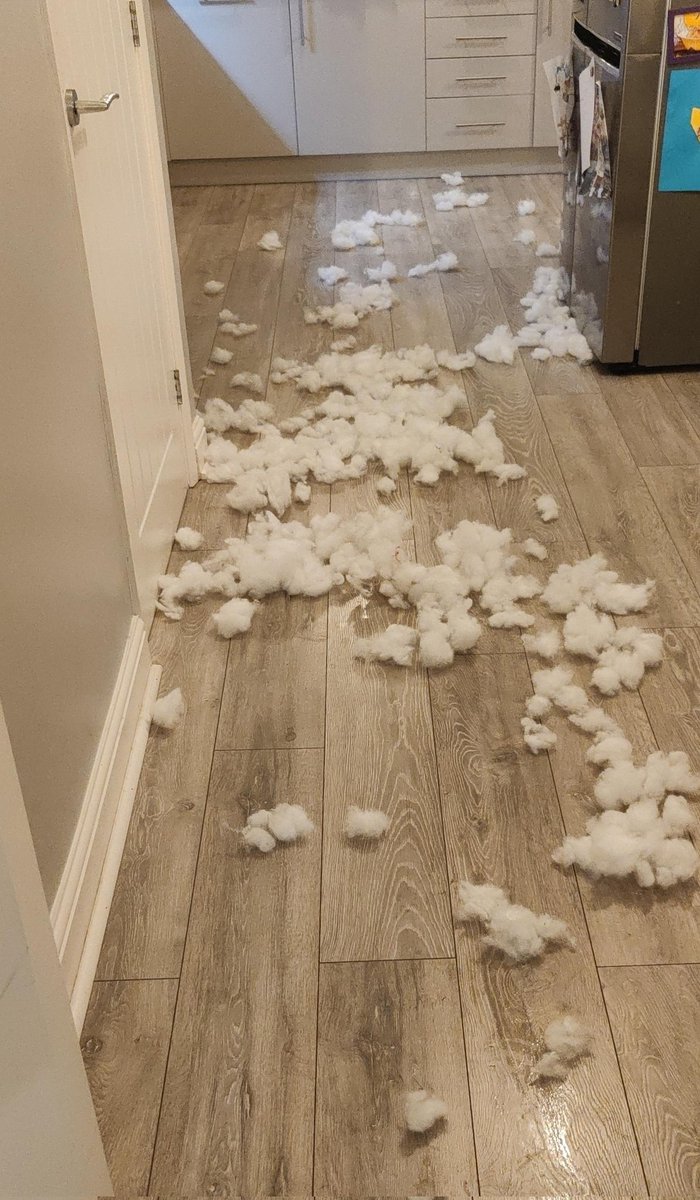 CardanoCarnival's tweet photo. Day in day out our twitter is filled with nft and crypto. Just thought it would be nice to share something in the physical world... @j0peshNFT came home to this after a family meal out. Dog 1 : Dog Bed 0
#messydogs #CNFT #cnftproject #CNFT https://t.co/7Y5pbPwlQ9