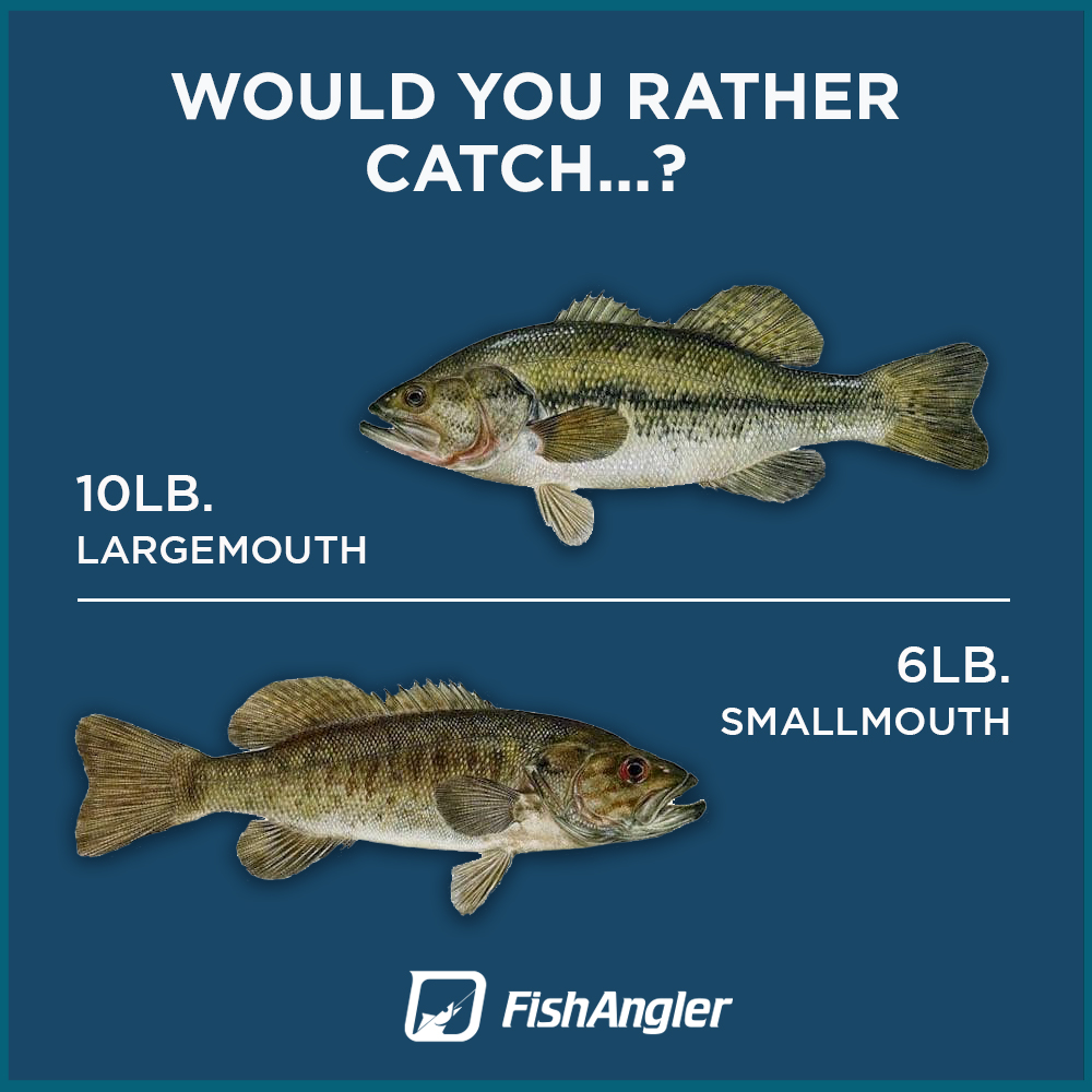 FishAnglerApp's tweet photo. Hey y'all bass lovers in the house! Which one is it?
We read you 👇in comments.
#bassfishing #bassmaster #fishinglover #catchandrelease #angler #lovefishing #fishangler #bass #lures #baits #kayakfishing #boat https://t.co/tUW3ajHIAT