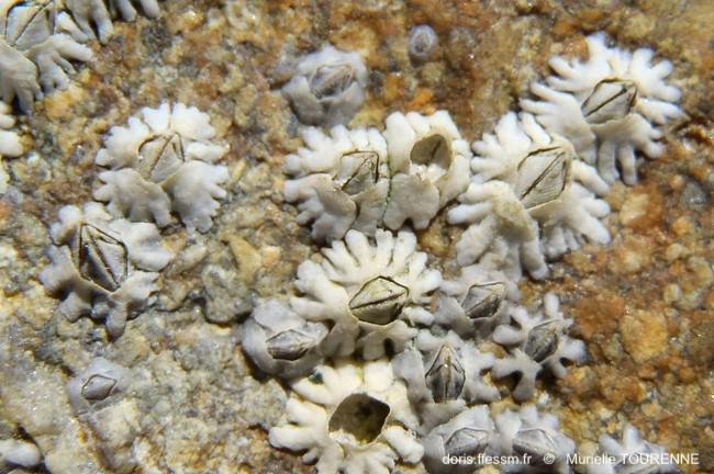 DORIS_ffessm's tweet photo. Un nouveau "gland de mer" de l'hémisphère Nord a maintenant sa fiche sur le site : c'est la #balane commune.
QUINTIN Christophe, MÜLLER Yves in : #DORIS, 18/11/2021 :
Semibalanus balanoides (Linnaeus, 1767), https://t.co/p8Ao3Rt6QH

#crustacés #Cirripedia #biodiversite #Balanidés https://t.co/73QLC3iwsH