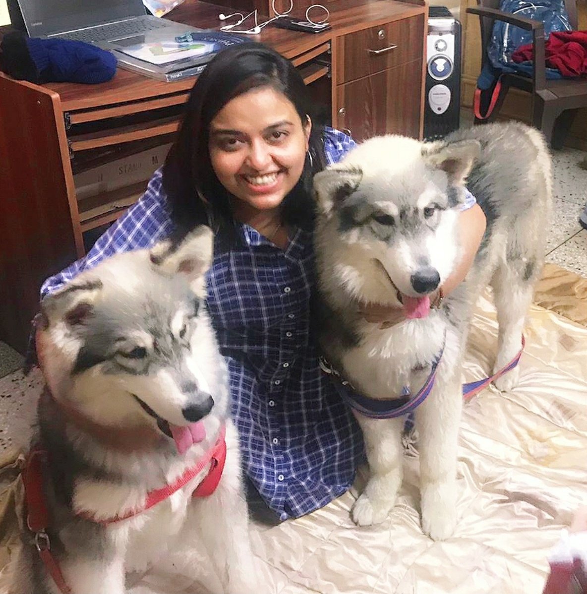 My New Buddies...🐾💕
.
.
.
.
#alaskanmalamute #puppy #pets #paws #unconditionallove #purelove #CuteAnimals #cutedogs #love