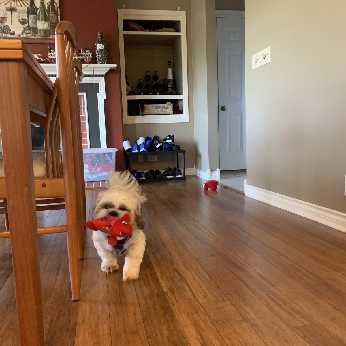 YCkendram's tweet photo. got to have lunch with a buddy of mine 😍💙 #MyYC #DogsOfYC
-
i will always find a way to keep #DogsOfYC alive for as long as i can 😤 lol https://t.co/sYMZszflNC