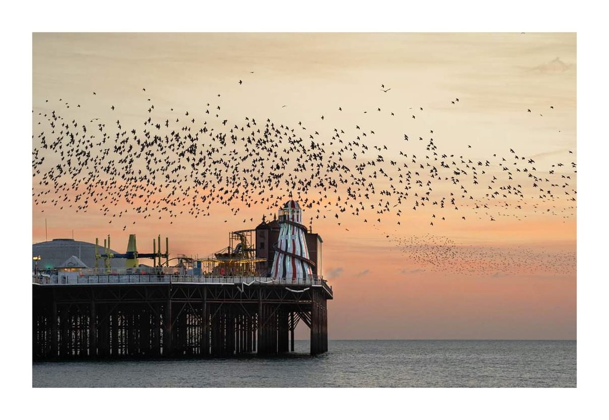 The birds and the pier 🐦🐦

@bhcitynews @theargusguide @thisissussex @BBCSussex @UkStarlings @brightonargus @BrightonIndy @brightonmag @CoolSussex @brightonmag @NatGeoPhotos @OPOTY @ukphotoshow @PhotographyWeek