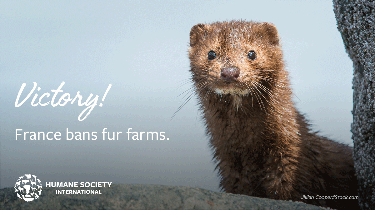 humaneworldnews's tweet photo. AMAZING! 🎉 France has banned fur farming of wild species such as foxes &amp; mink, a move that will save thousands of animals from suffering each year! The two remaining mink fur farms will be shut down FOREVER.

Congrats to our friends in France @onevoiceanimal!

#MakeFurHistory https://t.co/0bTytFrGky