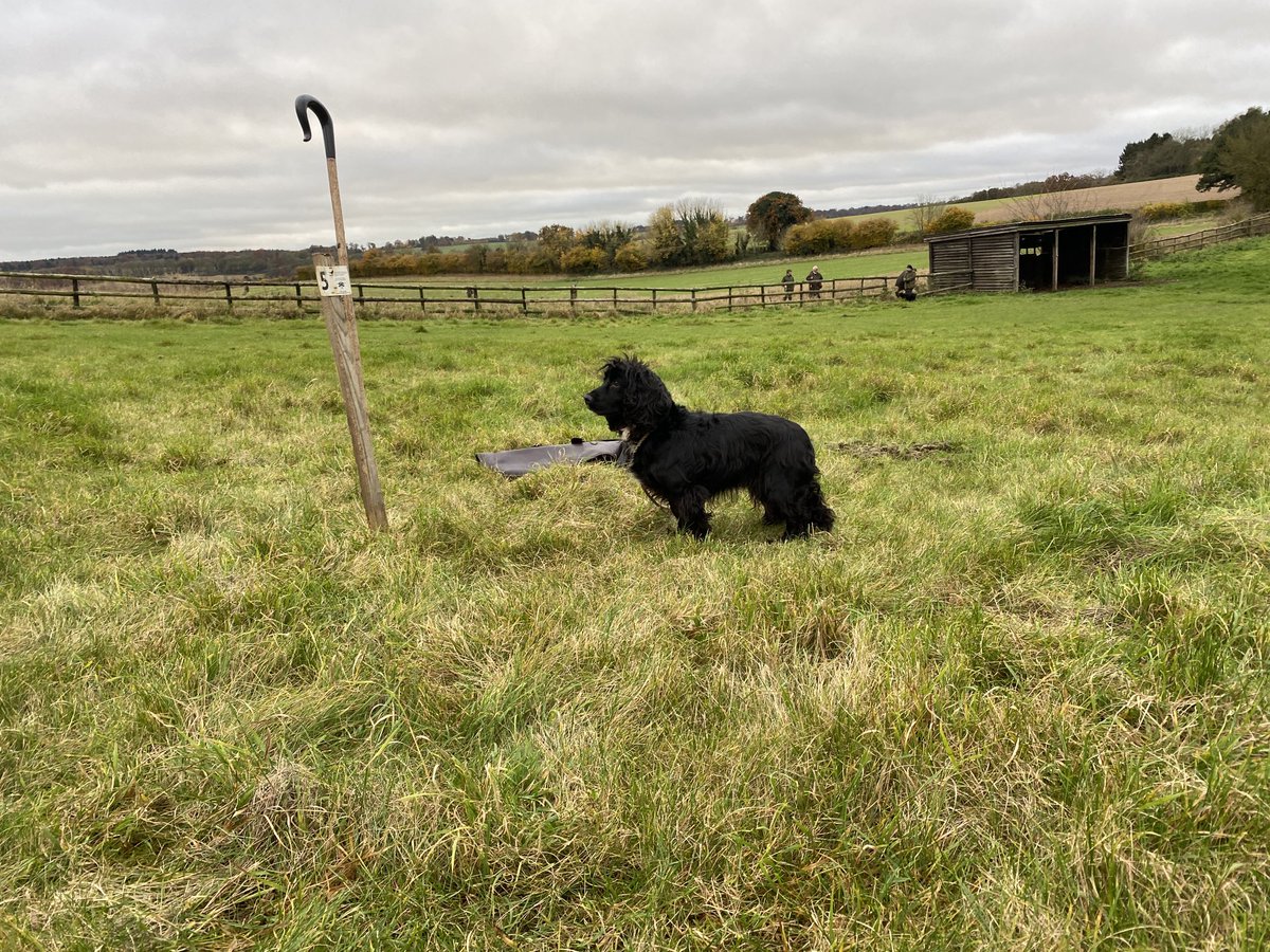 lagopusscoticus's tweet photo. The moment you realise the dog either remembers the one time she’s been on this drive before (two years ago) or has read the layout of the land to know from which way the birds will come. #oldhand #cocker https://t.co/PdTcbRrozX