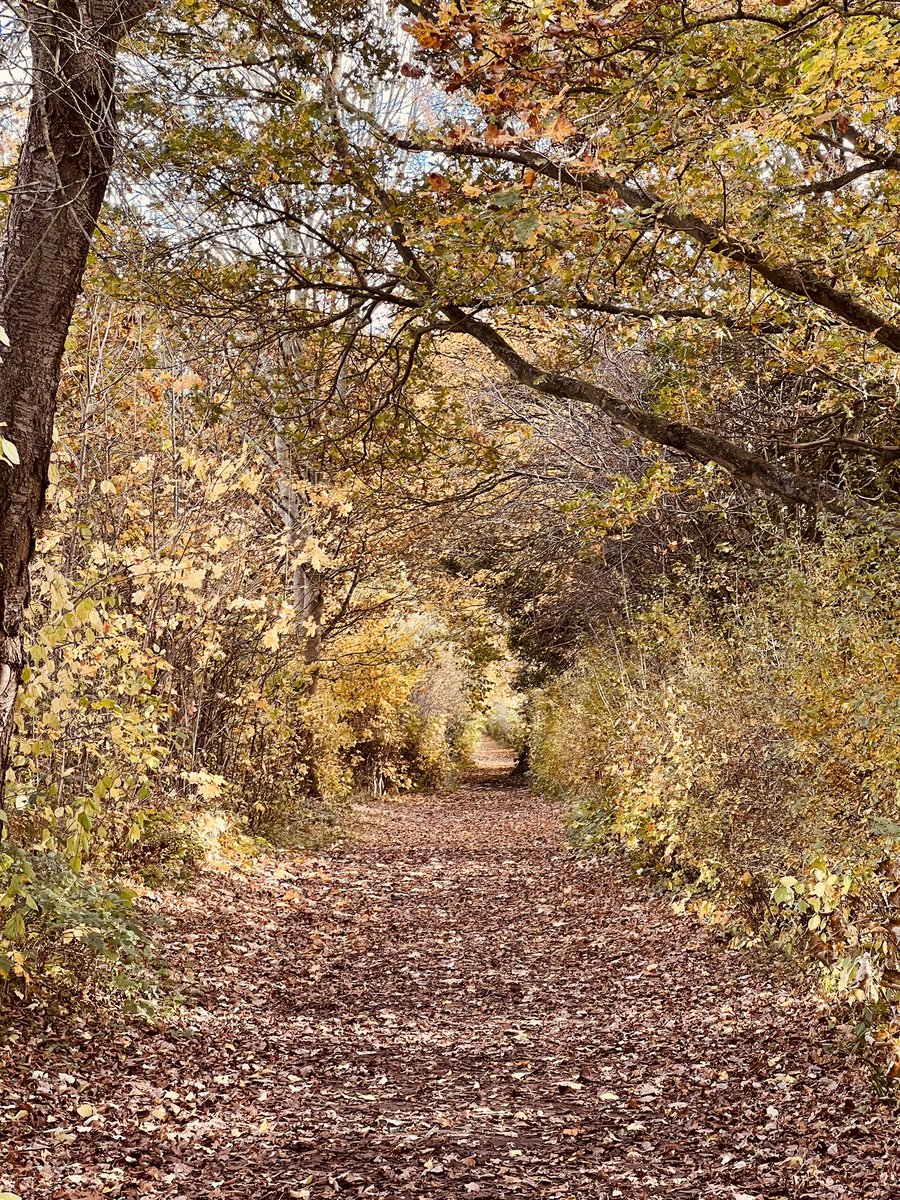 Jack_Flowers91's tweet photo. Afternoon walk around @NeneParkPboro @peterboroughtel @PboroughMatters https://t.co/yea8mPMBpM