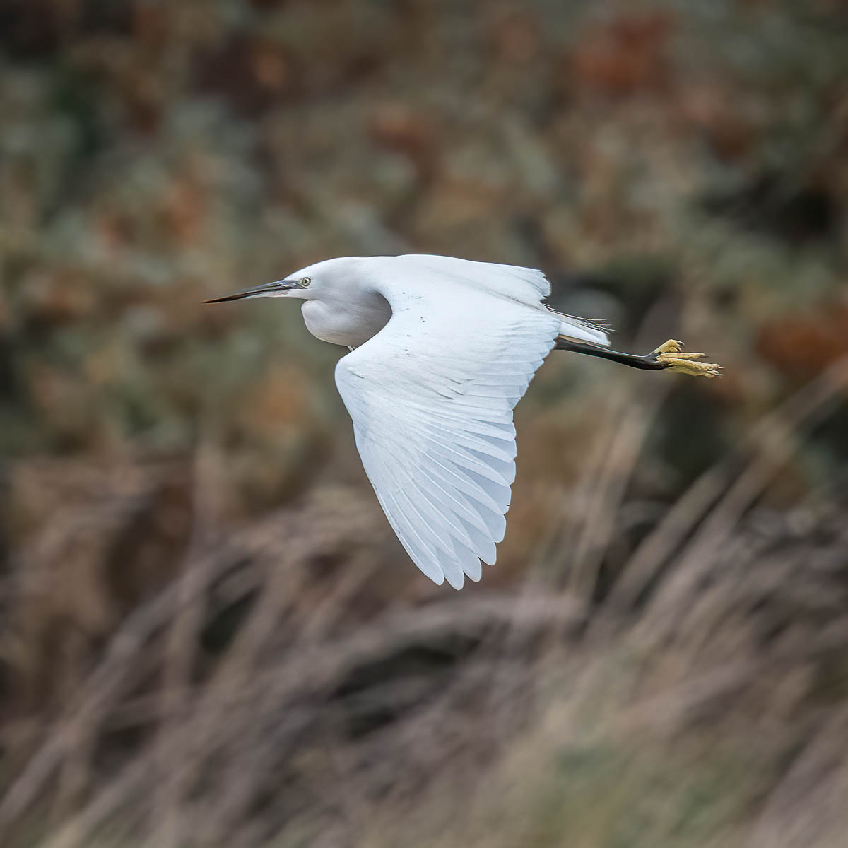 scotsnaps's tweet photo. Little Egret, Aberlady
.
@birdinglothian 
#wildlifephotography 
#birdphotography 
#birdwatching 
#NaturePhotography https://t.co/OrtdB8HuAQ