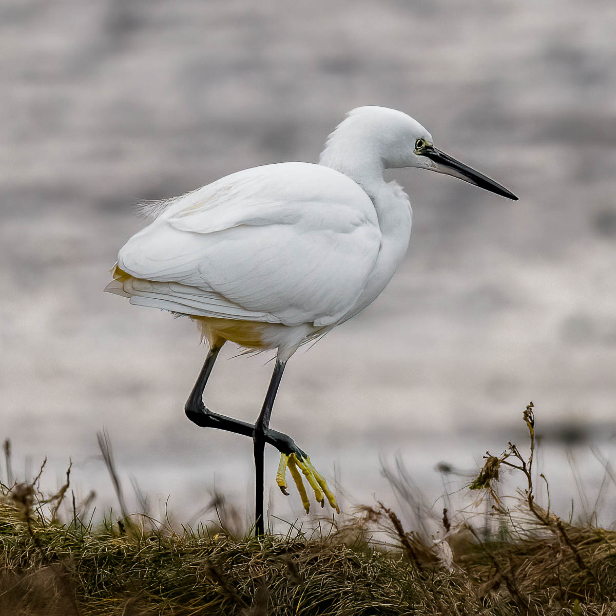 scotsnaps's tweet photo. Little Egret, Aberlady
.
@birdinglothian 
#wildlifephotography 
#birdphotography 
#birdwatching 
#NaturePhotography https://t.co/OrtdB8HuAQ