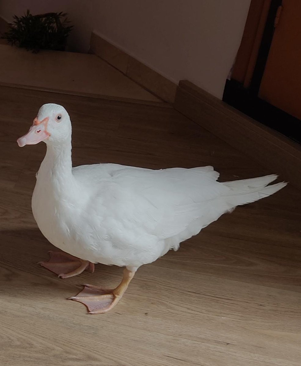 Flakked_LoL's tweet image. Esta es mi mascota, se ha escapado esta madrugada en el barrio de Trinitat Vella en Barcelona. Llevamos todo el dia intentando encontrarle pero no aparece en ningún lado. Si alguien sabe algo porfavor enviadme un md, es muy importante para mí no puedo perderlo