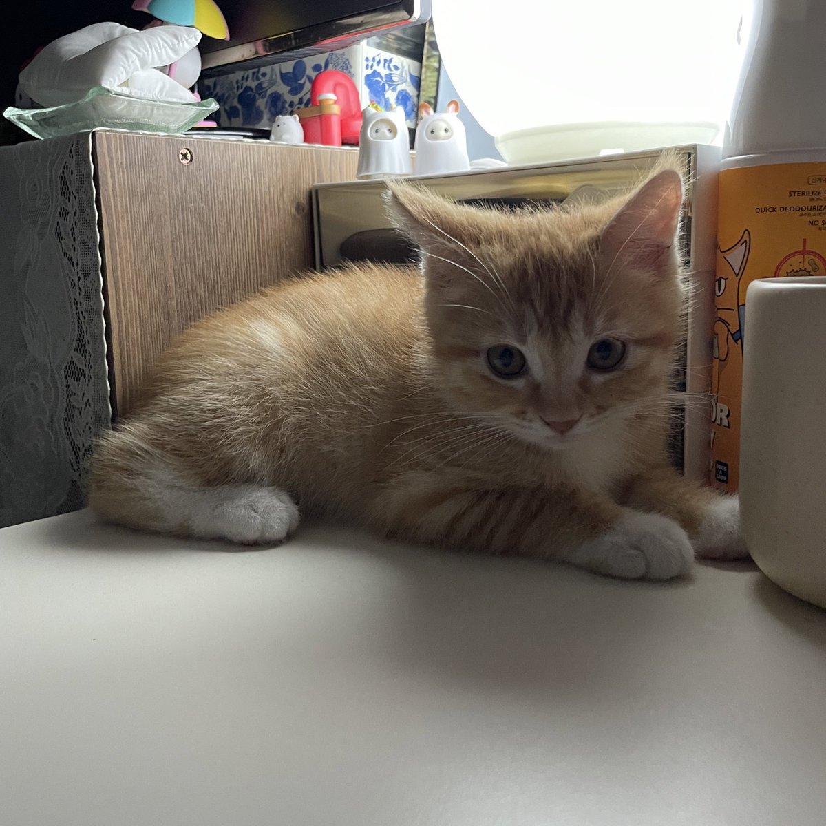 누나 일 할때 동글이 전용석