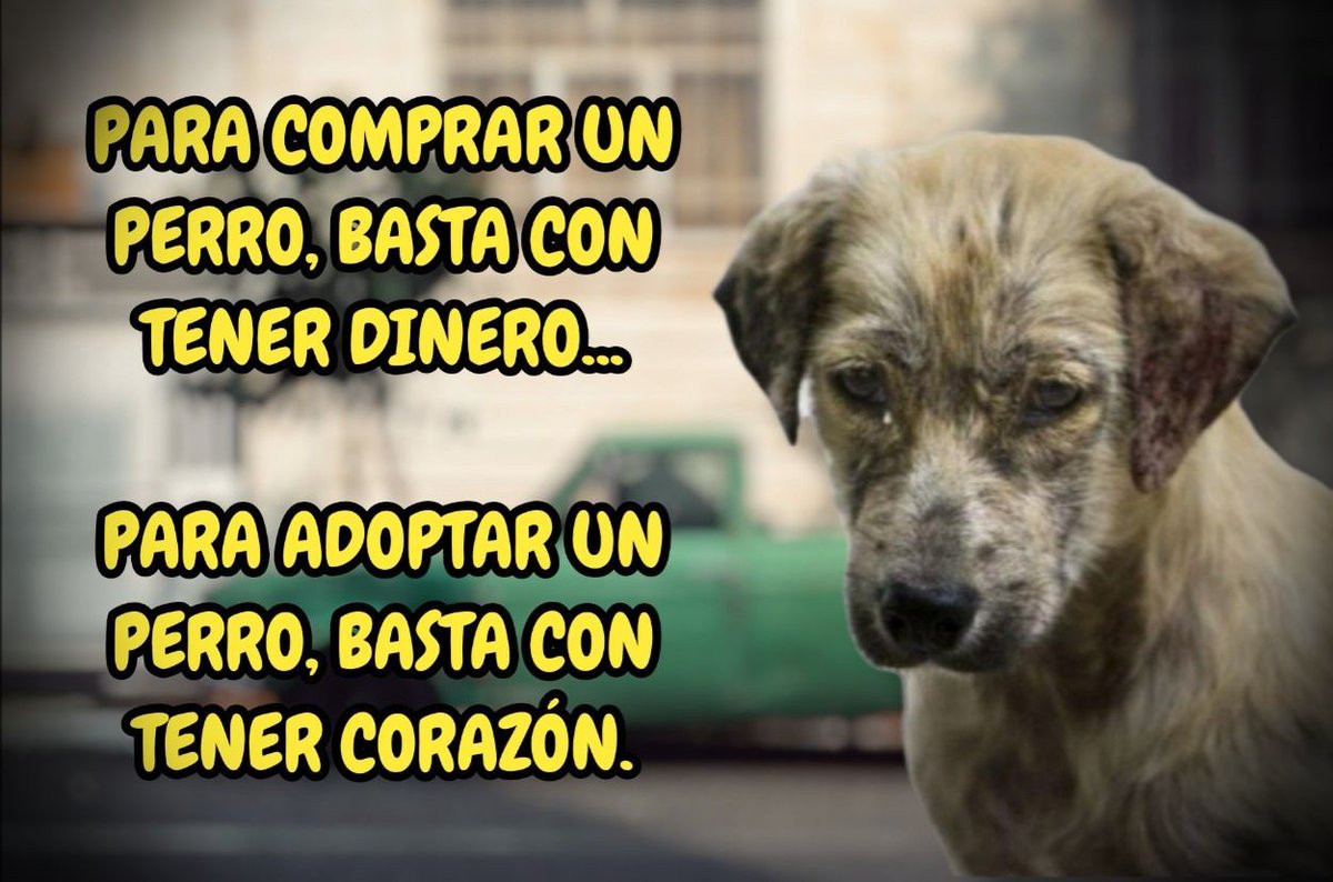 amigoswikipets's tweet photo. ADOPTA 🐶 NO COMPRES https://t.co/5YYf5YdEpW