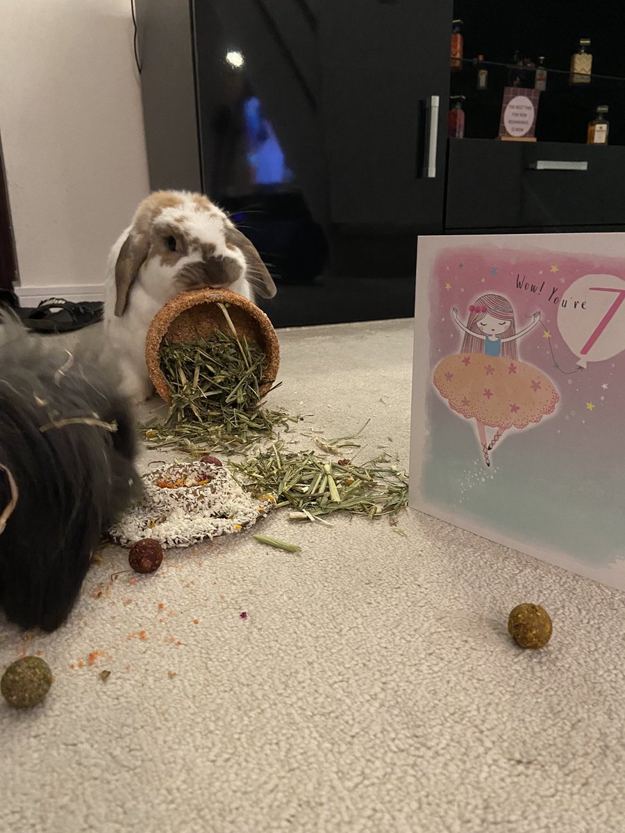 BicAndBets's tweet photo. ITβS MY BIRTHDAY!! ππ
Today Iβm 7! Celebrating with Baxter and sharing my birthday cake with him πππ°
#bunny #bunnysoftwitter #birthdaygirl #rabbits https://t.co/0SbdZDMZB7