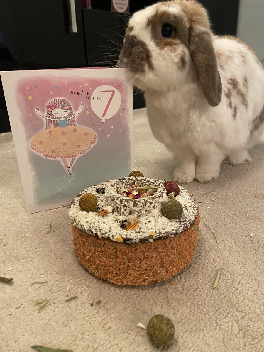 BicAndBets's tweet photo. ITβS MY BIRTHDAY!! ππ
Today Iβm 7! Celebrating with Baxter and sharing my birthday cake with him πππ°
#bunny #bunnysoftwitter #birthdaygirl #rabbits https://t.co/0SbdZDMZB7