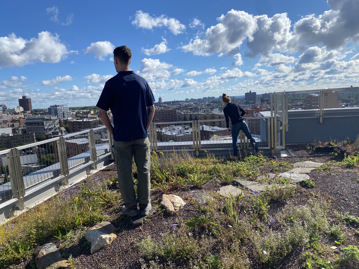 _SWinter's tweet image. Today&apos;s beautiful #SWARooftops view comes with a bonus: a look inside the greenhouse atop @ProjectRenewal&apos;s Bedford Green House in the Bronx. #SWAProject