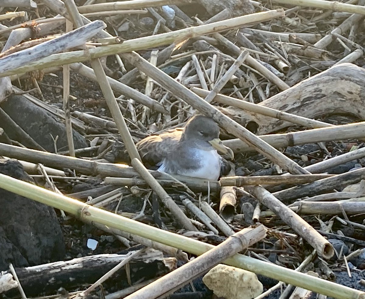 Happy to have given another chance to this young Cory’s shearwater to be able to start its first transoceanic flight. Thanks to the environmental services for picking him up. 

#Faial #Azores #SOScagarro

More info 👉 azores.gov.pt/Gra/dram-sosca…