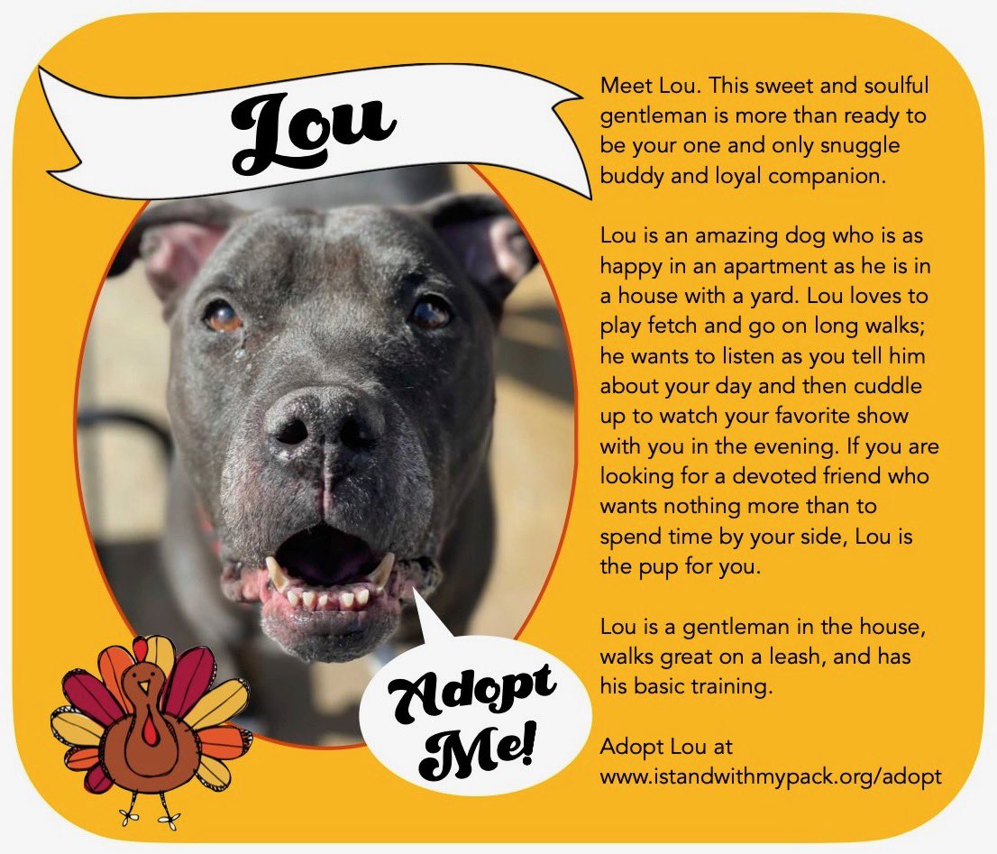 iswmp's tweet photo. One week until Thanksgiving! Our wish is to find sweet Lou a home of his own. This boy deserves to be with family this holiday season.
#adoptme #rescue #iswmp https://t.co/PtnWPlppCb